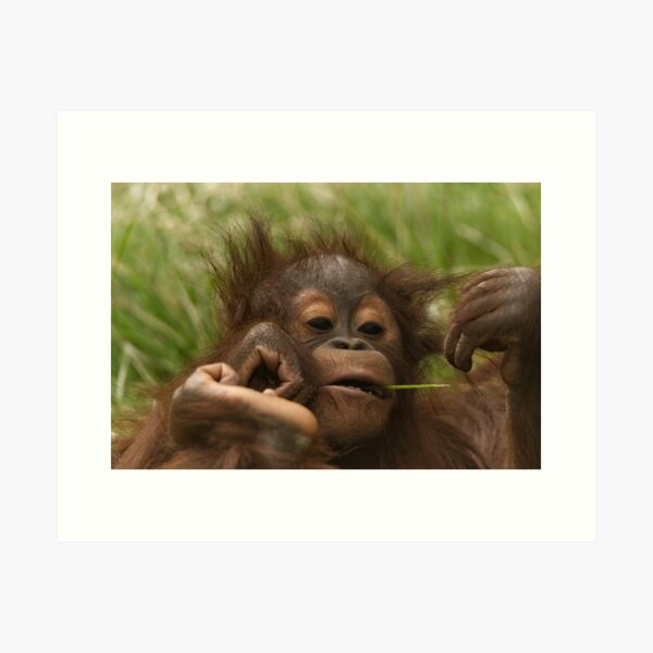 Item preview, Orangutan Baby designed and sold by rawshutterbug.