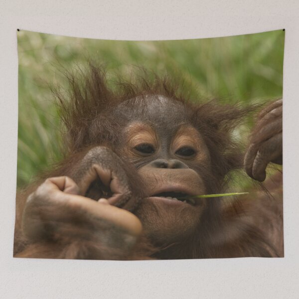 Item preview, Orangutan Baby designed and sold by rawshutterbug.