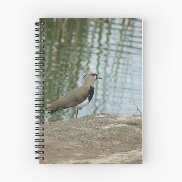 Item preview, Southern Lapwing on a Lake Shore designed and sold by rhamm.