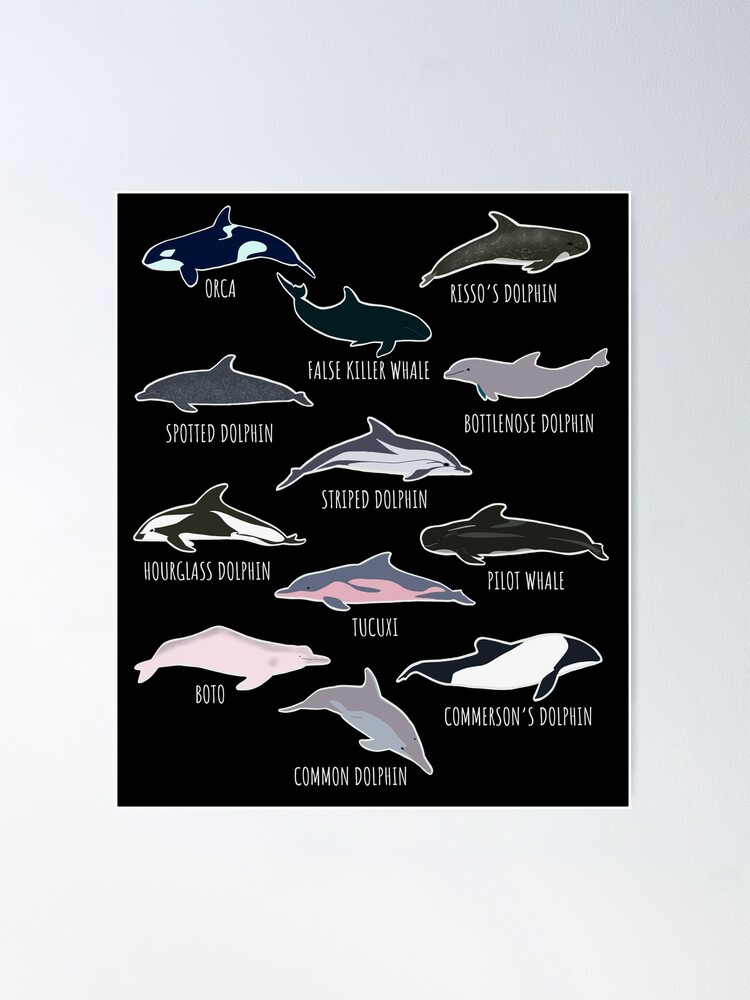 Vintage Dolphins Marine Animals and Mammals Poster - retro gifts