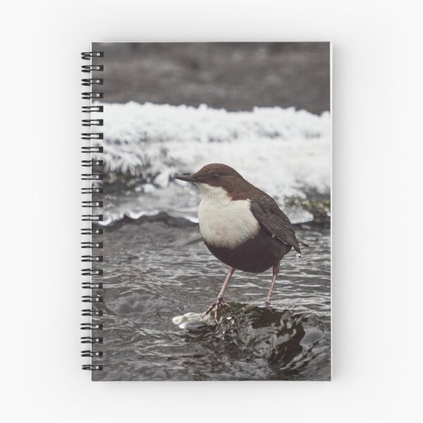 Item preview, Deep thoughts. White-throated dipper designed and sold by Jouko Lehto Photography.