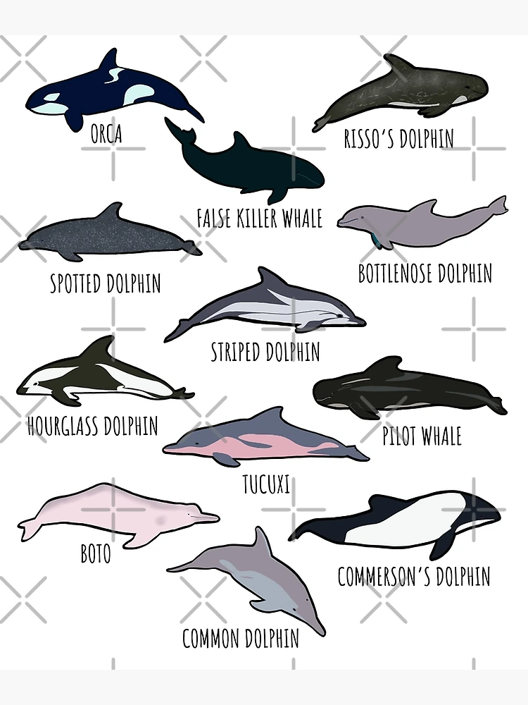 Le dauphin de Guyane, une espèce en danger