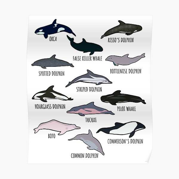 Vintage Dolphins Marine Animals and Mammals Poster - retro gifts