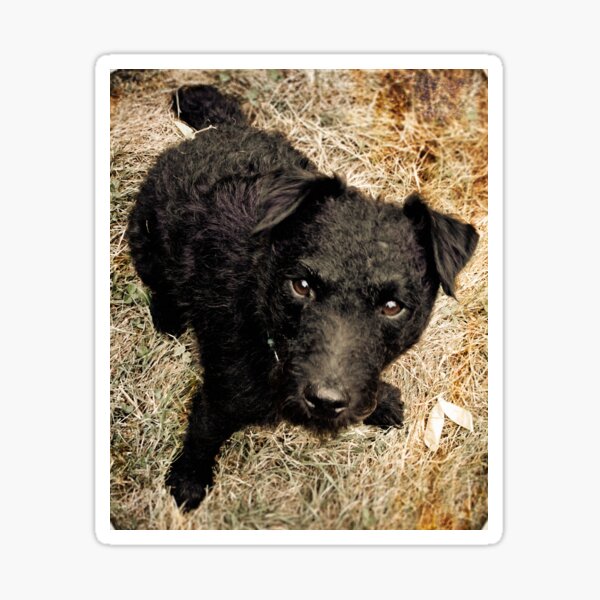 Fergus, Wire-Haired Patterdale Terrier Sticker