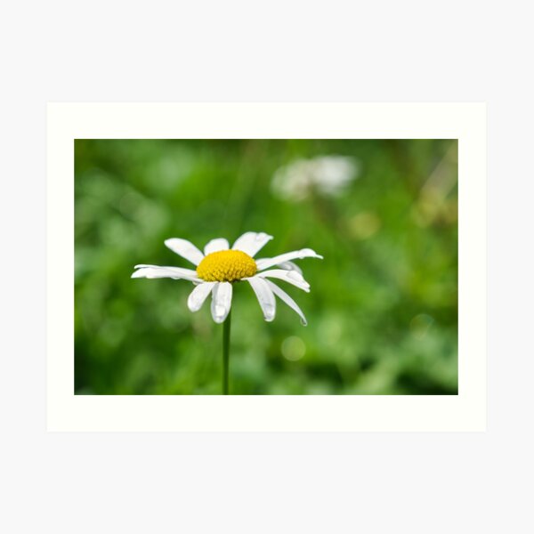 Chamomile flower with dewdrops Art Print