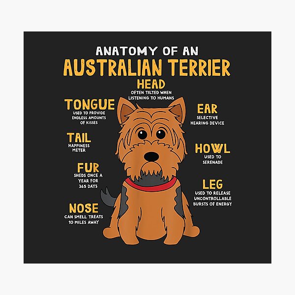 Australian Terrier Anatomy Funny Dog Mom Dad Cute Gift Photographic Print