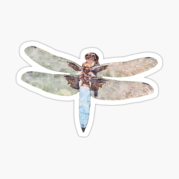 Insect Lover - Libellula depressa - dragonfly Sticker
