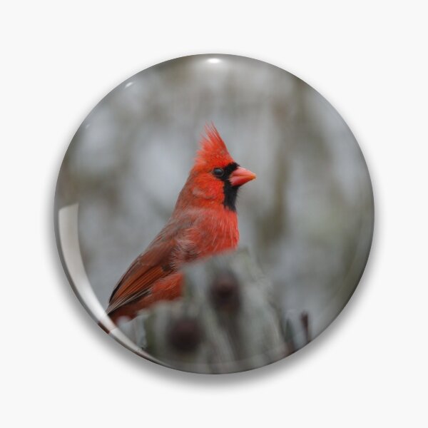 Item preview, Northern Cardinal (Cardinalis cardinalis) male designed and sold by rodmacpherson.