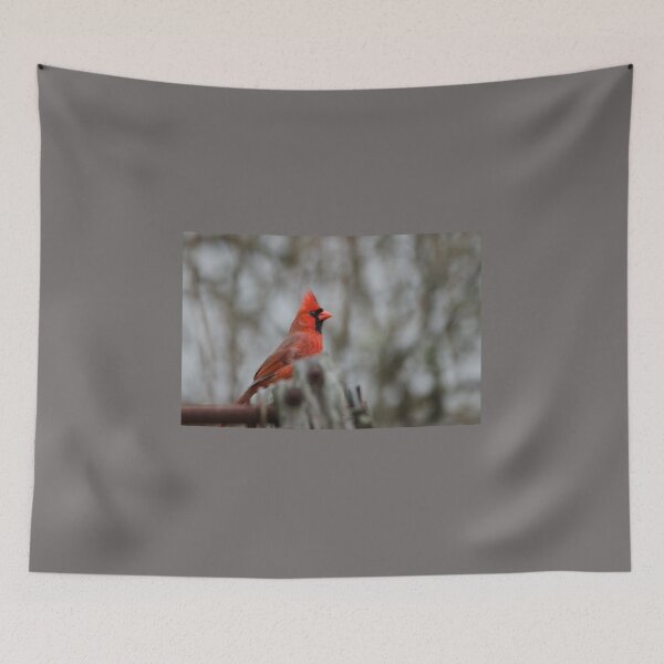 Item preview, Northern Cardinal (Cardinalis cardinalis) male designed and sold by rodmacpherson.