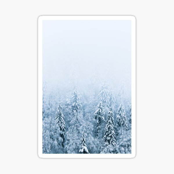 Snow covered beech spruce forest in fog Sticker