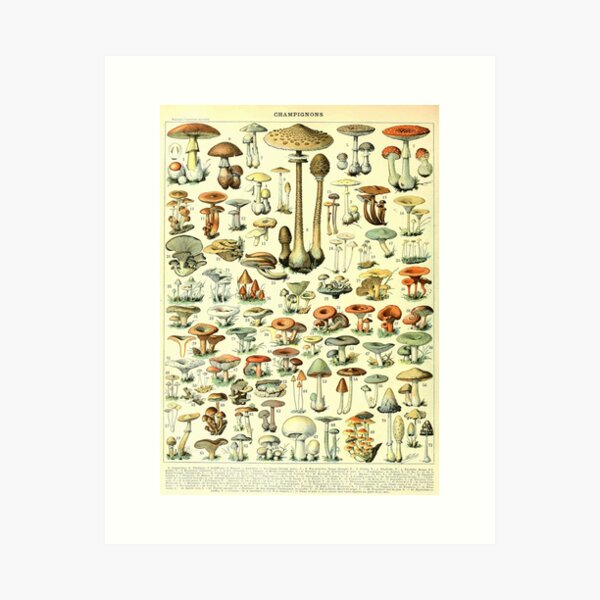 Item preview, Varieties of Mushrooms and Toadstools chart poster art - Adolphe Millot  designed and sold by Vintage Designs +.