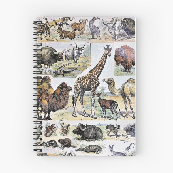 Item preview, Species of Mammal chart poster art - Adolphe Millot  designed and sold by Vintage Designs +.