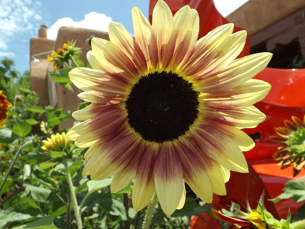 "Sunflower Close-up, Santa Fe, New Mexico" by lenspiro | Redbubble