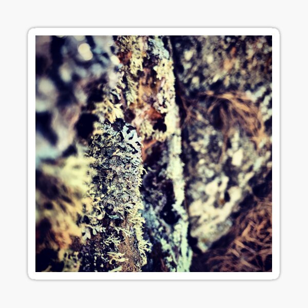 Moss 1 Glossy Sticker