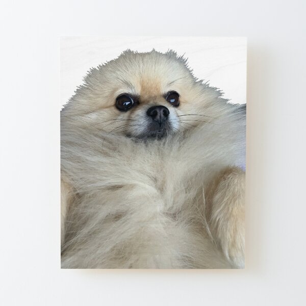 Pomeranian Memes Mounted Prints for Sale | Redbubble