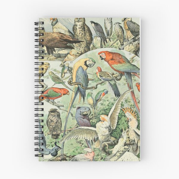 Item preview, Species of Birds chart poster art - Adolphe Millot  designed and sold by Vintage Designs +.