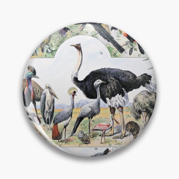 Item preview, Species of Birds chart poster art - Adolphe Millot  designed and sold by Vintage Designs +.