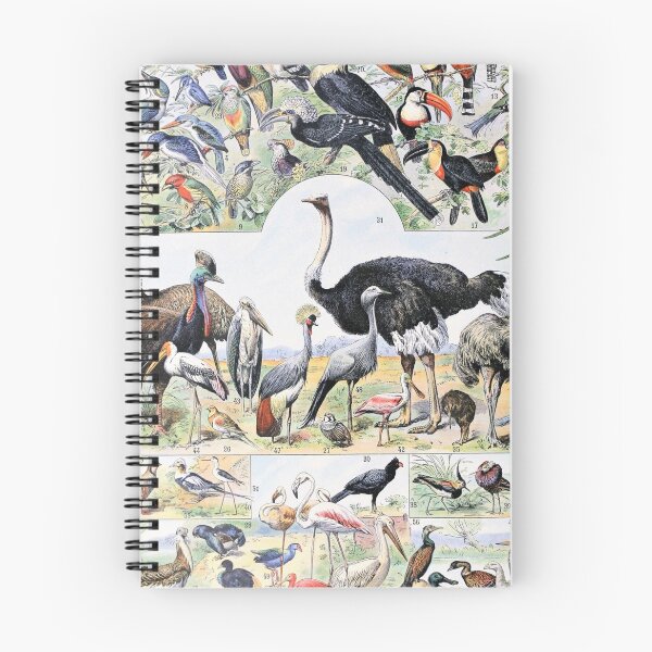 Item preview, Species of Birds chart poster art - Adolphe Millot  designed and sold by Vintage Designs +.