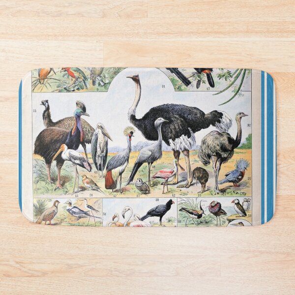 Item preview, Species of Birds chart poster art - Adolphe Millot  designed and sold by Vintage Designs +.