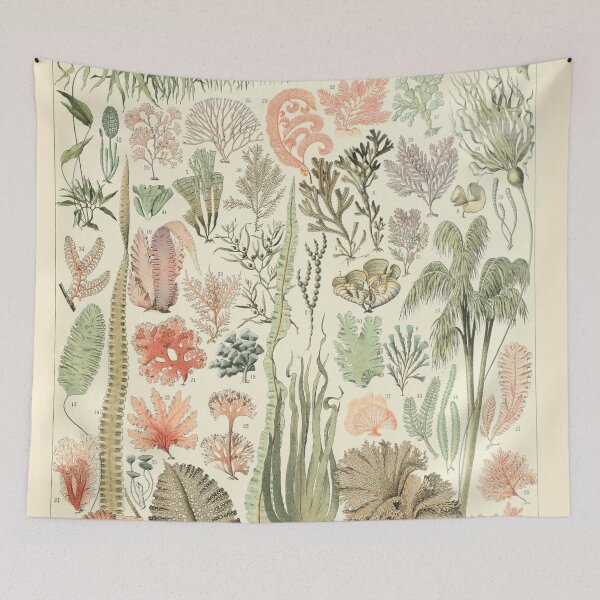 Item preview,  Varieties of Seaweed chart poster art - Adolphe Millot  designed and sold by Vintage Designs +.