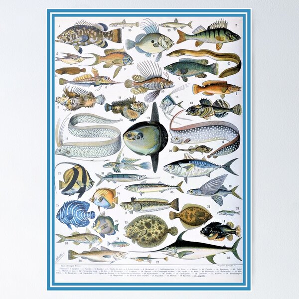 Fish Seahorse Flounder Shark Trout Sturgeon Tuna Salmon Larousse Poster  Print