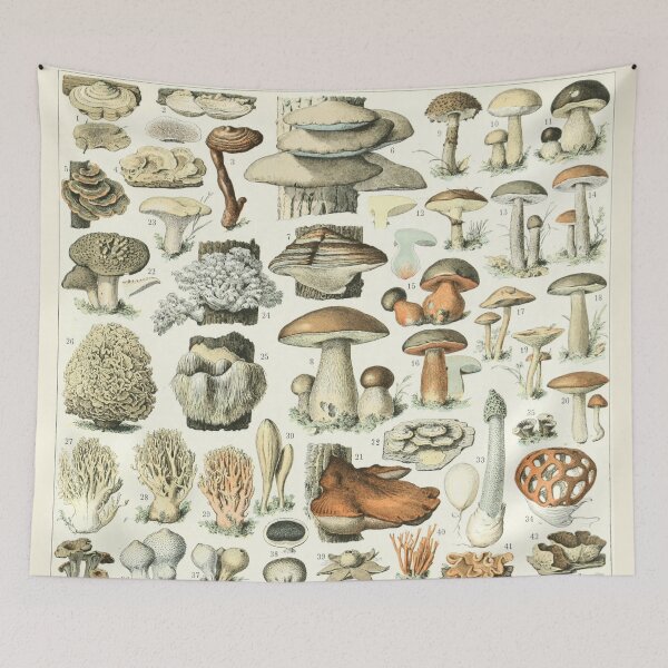 Item preview, Varieties of Mushrooms and Toadstools chart poster art - Adolphe Millot  designed and sold by Vintage Designs +.