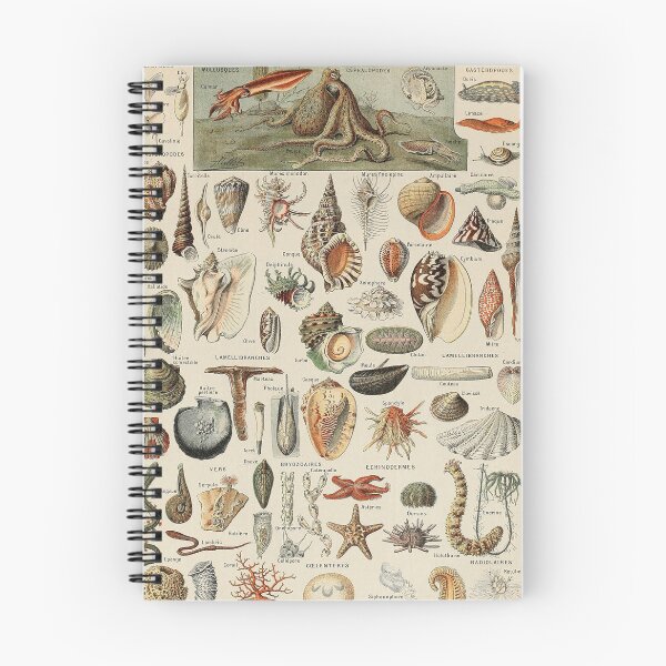 Item preview,  Varieties of Ocean life chart poster art - Adolphe Millot  designed and sold by Vintage Designs +.