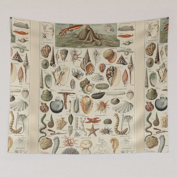 Item preview,  Varieties of Ocean life chart poster art - Adolphe Millot  designed and sold by Vintage Designs +.