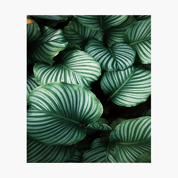 jungle green leaf Photographic Print
