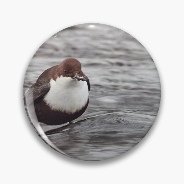 Item preview, Have  a little snack. White-throated dipper designed and sold by Jouko Lehto Photography.