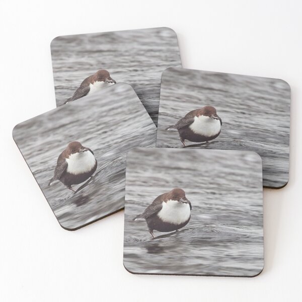 Item preview, Have  a little snack. White-throated dipper designed and sold by Jouko Lehto Photography.