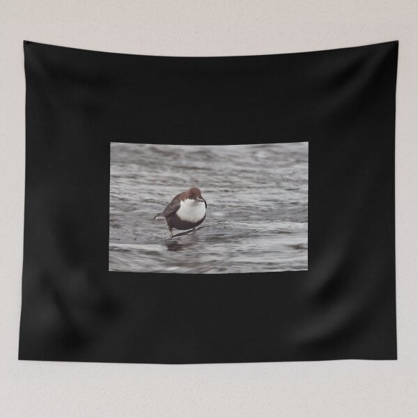 Item preview, Have  a little snack. White-throated dipper designed and sold by Jouko Lehto Photography.