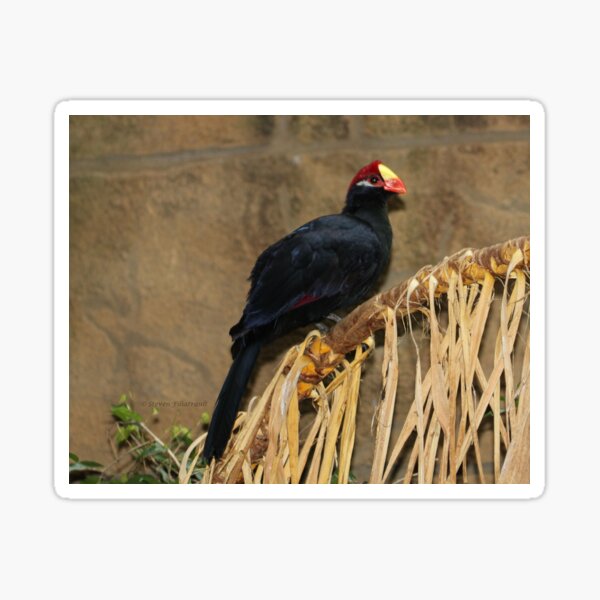 Nesting material Sticker