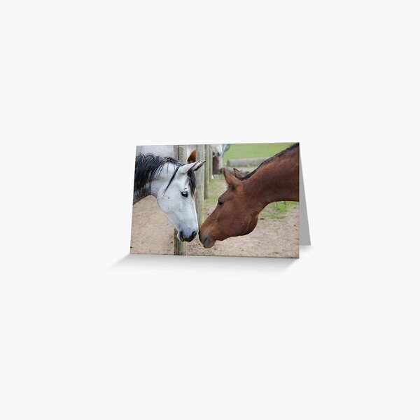 Kissing Horses Greeting Card