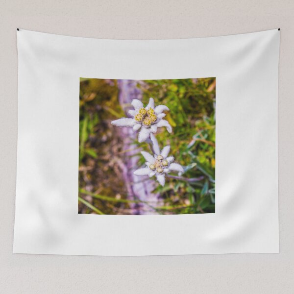 Item preview, White Leontopodium alpinum designed and sold by SzendeB.