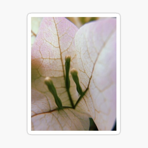 Stamens or ET weiners? Sticker