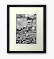 Blue Lotus Framed Print