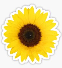 sunflower Sticker