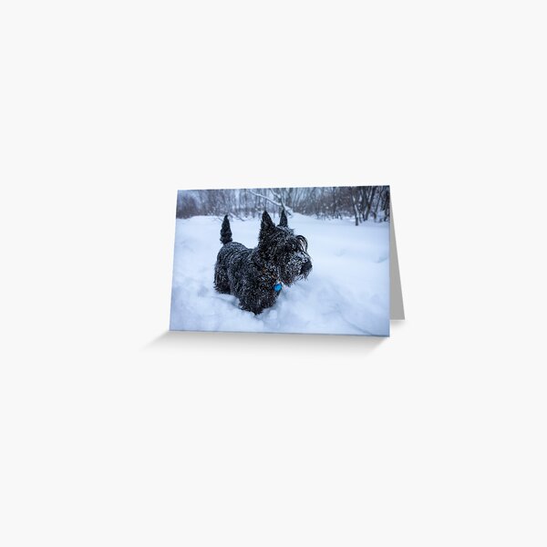 Scottish terrier in a winter snow Greeting Card