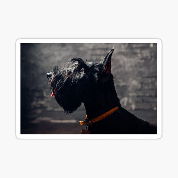 Scottish terrier puppy is posing in studio on a light background Sticker