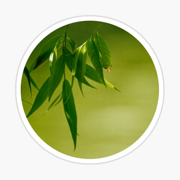 Item preview, Fresh green willow leaves designed and sold by LorandQuest.