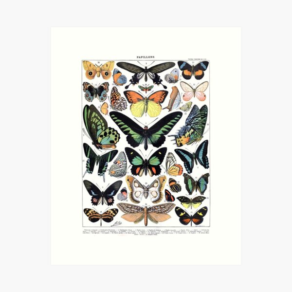 Item preview, Butterflies by Adolphe Millot designed and sold by redoARTstore.