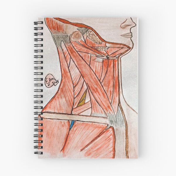 Item preview, Muscles of the Neck (Coloured) designed and sold by Arte Del Cuerpo Humano.