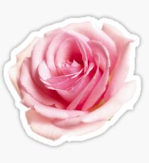 Pink rose Sticker