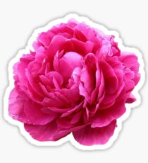 Pink peony Sticker
