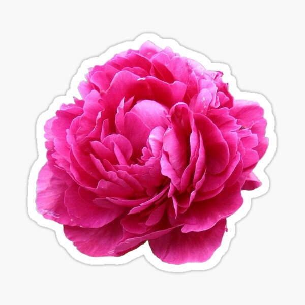 Pink peony Sticker