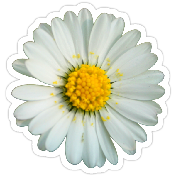 Daisy Stickers | Redbubble Stickers Cool, Preppy Stickers, Cute Laptop