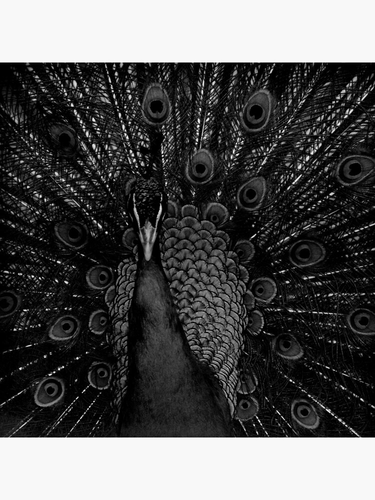 Peacock in black and white by bcash