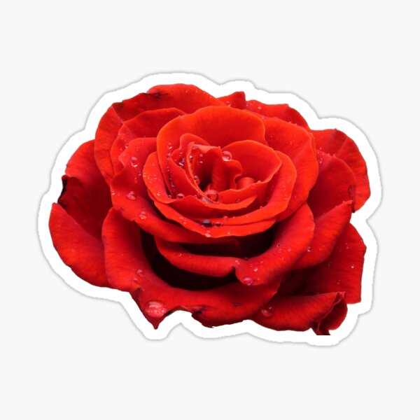 Red Rose Sticker