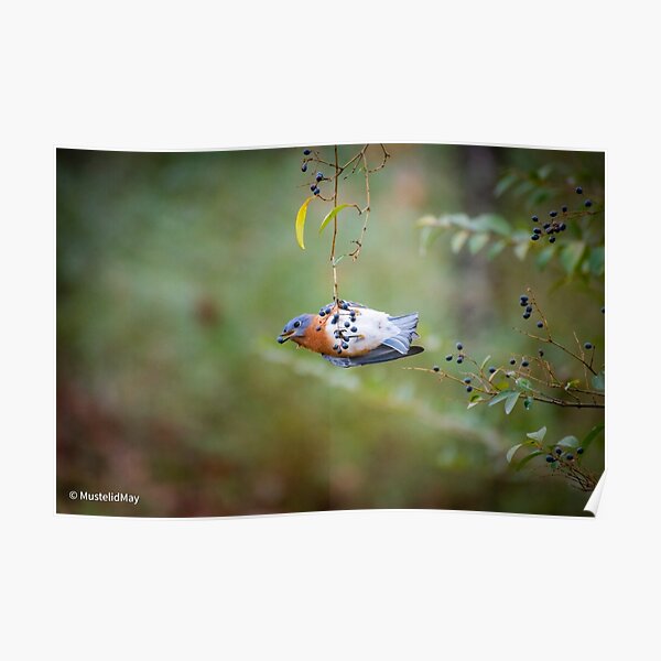 Bluebird with Berry Poster